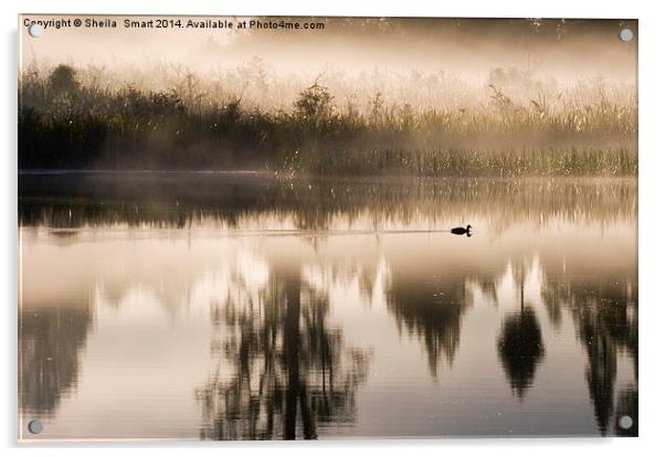 Morning mist at Lake Matheson Acrylic by Sheila Smart