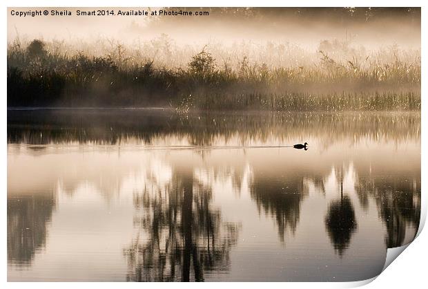 Morning mist at Lake Matheson Print by Sheila Smart