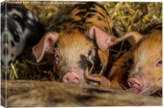 Piglets Canvas Print by Dawn O'Connor