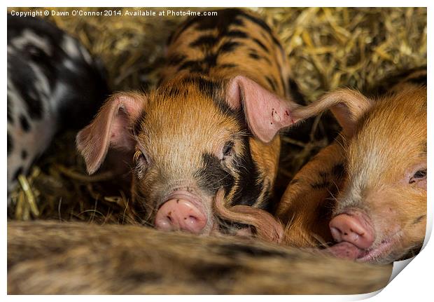 Piglets Print by Dawn O'Connor