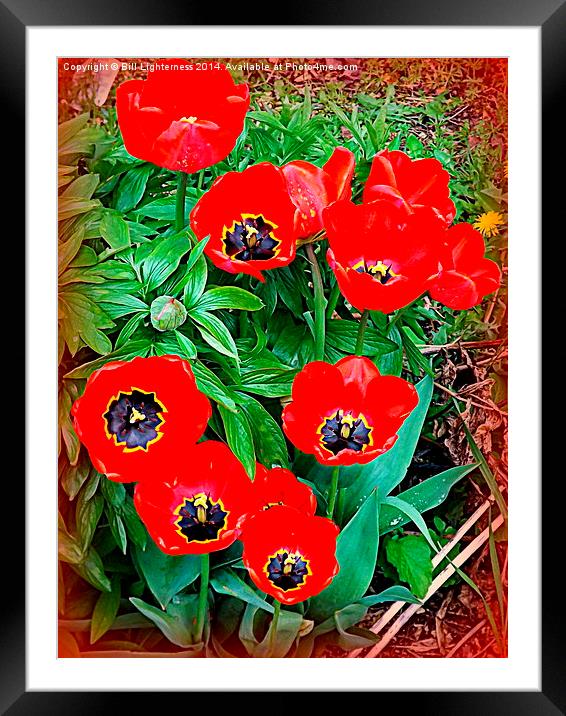 Red Tulip Display Framed Mounted Print by Bill Lighterness
