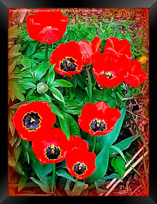 Red Tulip Display Framed Print by Bill Lighterness