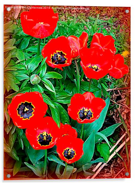 Red Tulip Display Acrylic by Bill Lighterness