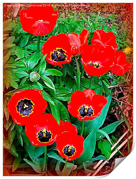 Red Tulip Display Print by Bill Lighterness