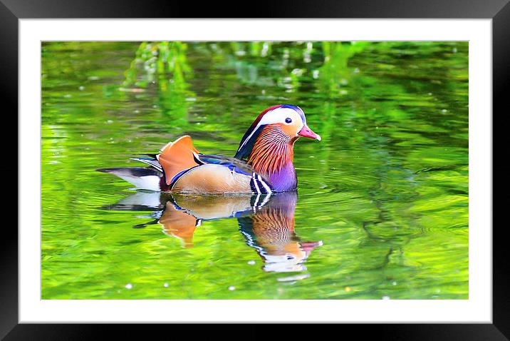 mandarin duck Framed Mounted Print by nick wastie