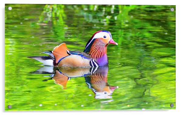 mandarin duck Acrylic by nick wastie