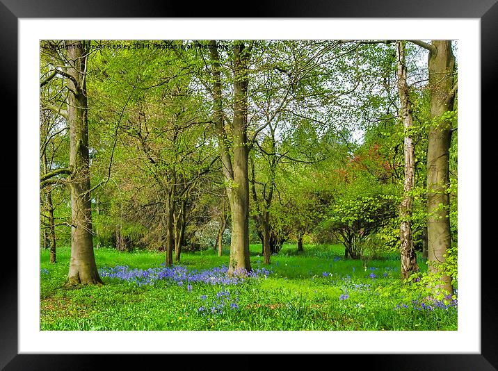 Bluebell Spring Framed Mounted Print by Trevor Kersley RIP