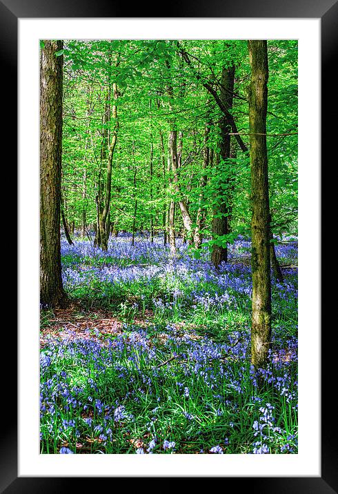 Bluebell Canvas Framed Mounted Print by Laura Witherden
