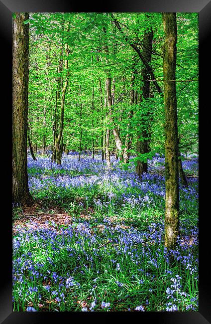 Bluebell Canvas Framed Print by Laura Witherden