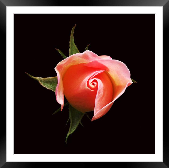 Rose Bud Framed Mounted Print by james balzano, jr.