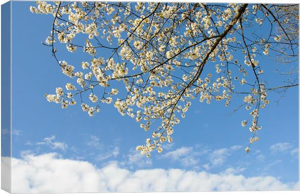 White blossoms blue sky Canvas Print by Matthias Hauser