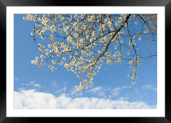 White blossoms blue sky Framed Mounted Print by Matthias Hauser
