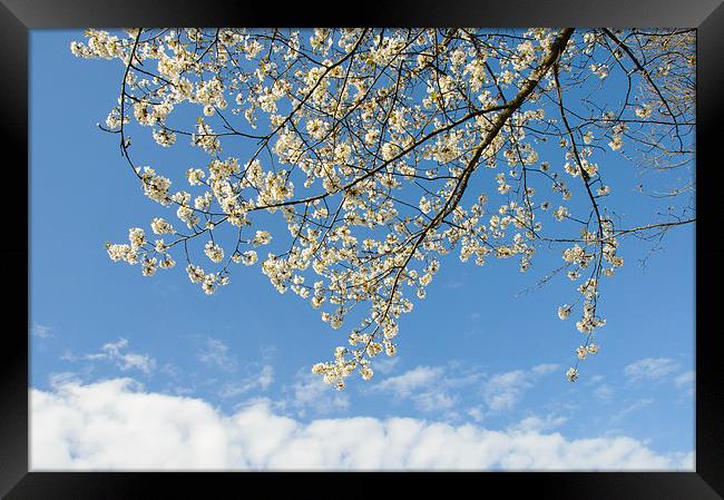 White blossoms blue sky Framed Print by Matthias Hauser