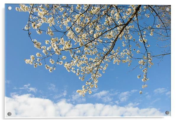 White blossoms blue sky Acrylic by Matthias Hauser