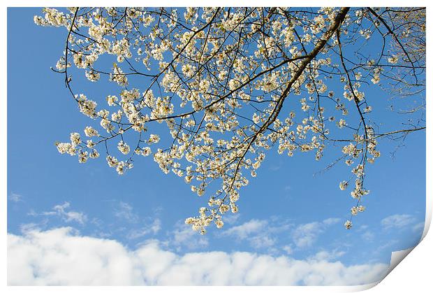 White blossoms blue sky Print by Matthias Hauser