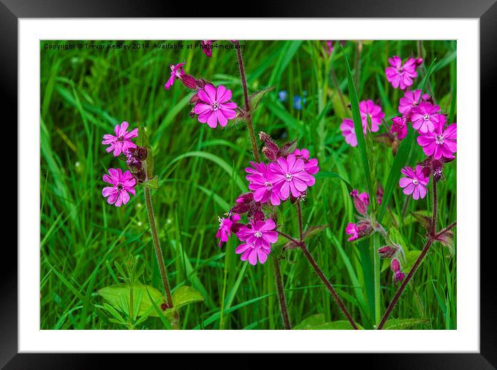 In The Pink Framed Mounted Print by Trevor Kersley RIP