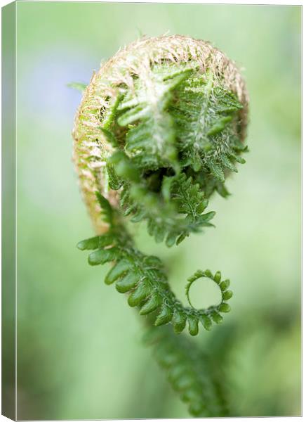 Curled Fern Canvas Print by Laura Witherden