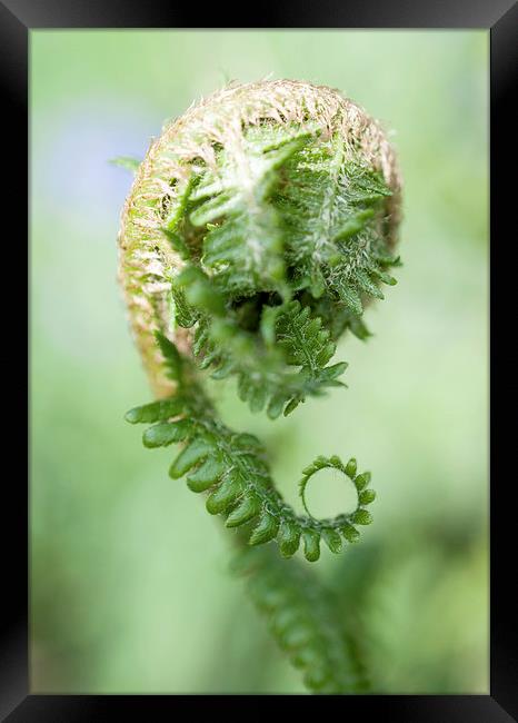 Curled Fern Framed Print by Laura Witherden
