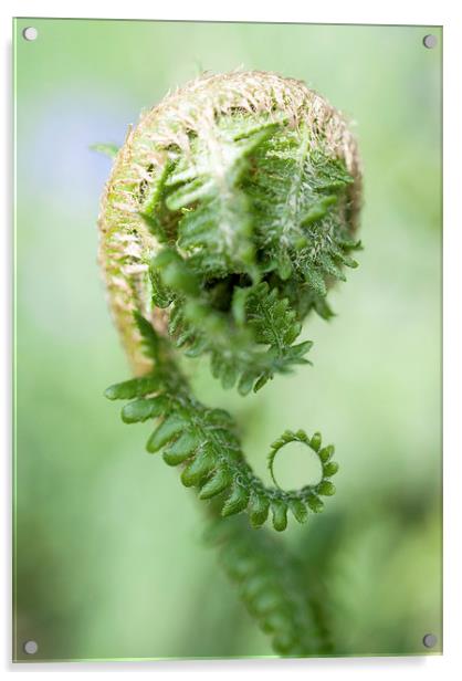 Curled Fern Acrylic by Laura Witherden