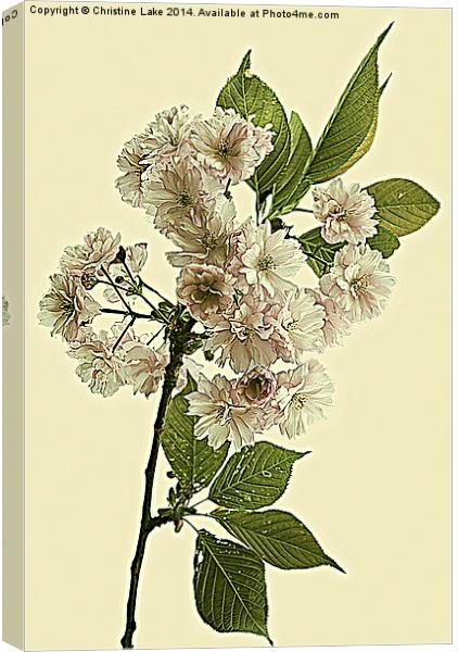 May Blossom Canvas Print by Christine Lake