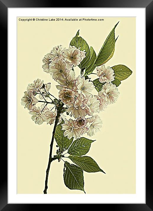 May Blossom Framed Mounted Print by Christine Lake