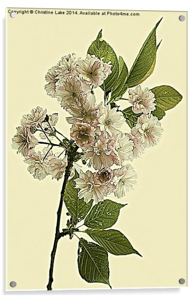 May Blossom Acrylic by Christine Lake