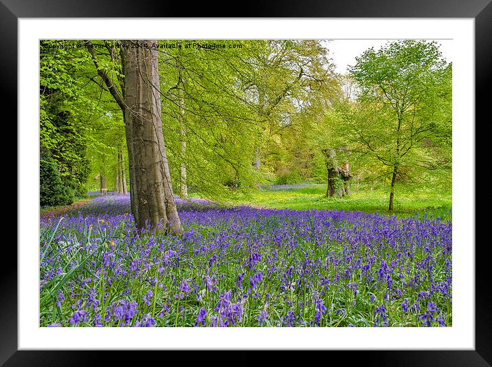 Woodland Walk in Blue Framed Mounted Print by Trevor Kersley RIP