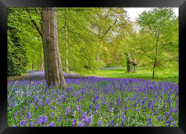 Woodland Walk in Blue Framed Print by Trevor Kersley RIP