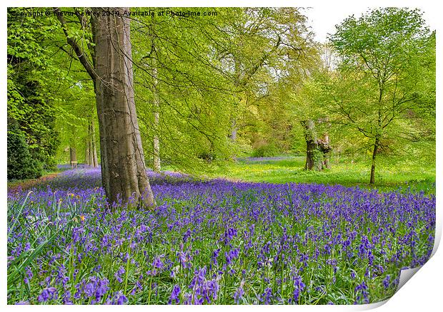 Woodland Walk in Blue Print by Trevor Kersley RIP