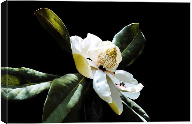 Magnolia and a Bee Canvas Print by Jacqueline Burrell