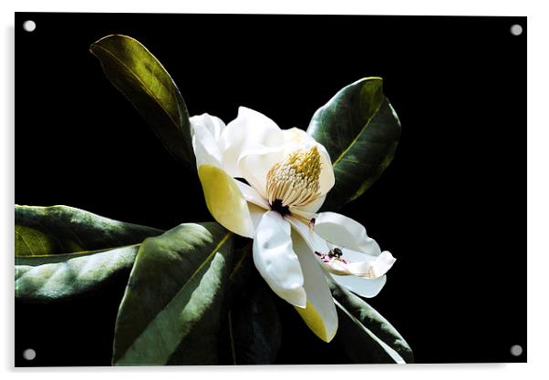 Magnolia and a Bee Acrylic by Jacqueline Burrell