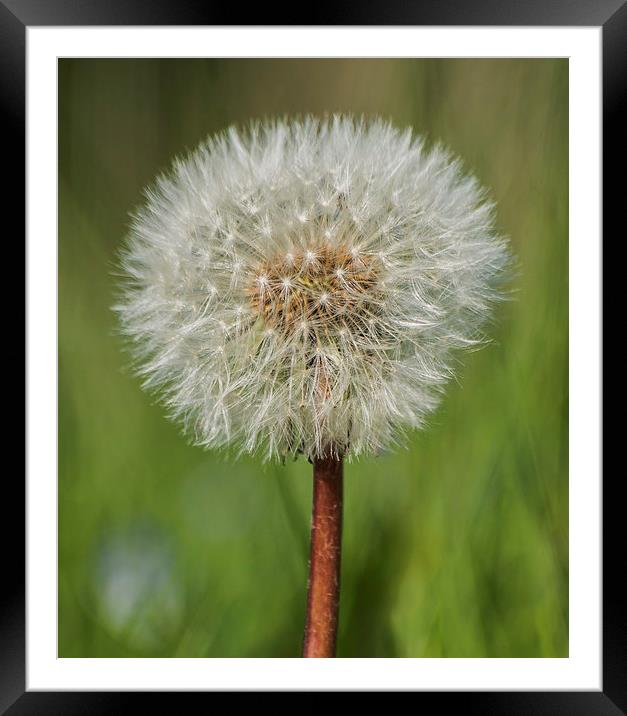 Dandelion Framed Mounted Print by Keith Thorburn EFIAP/b