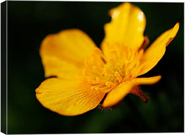 Macro Buttercup Canvas Print by Rosanna Zavanaiu