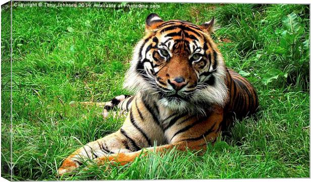 Sumatran Tiger Canvas Print by Tony Johnson