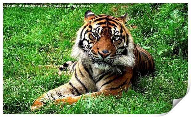 Sumatran Tiger Print by Tony Johnson
