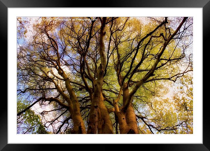 Tree Tops Framed Mounted Print by Julie Coe
