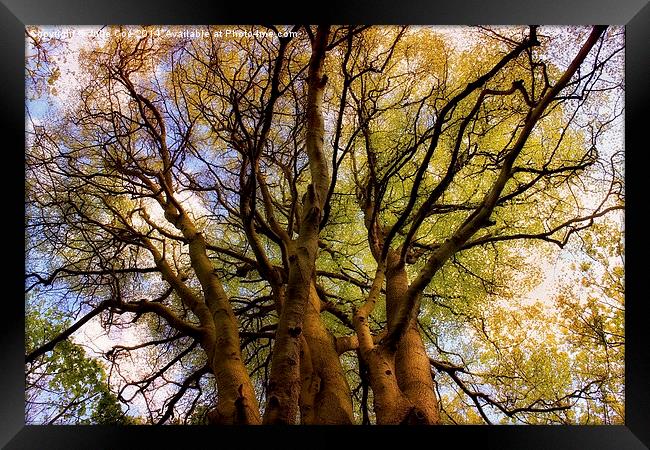 Tree Tops Framed Print by Julie Coe