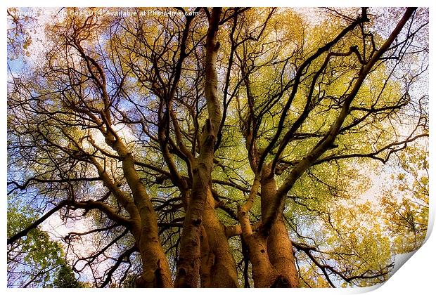 Tree Tops Print by Julie Coe