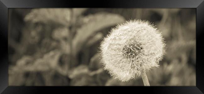 Time Framed Print by Wendy Cooper