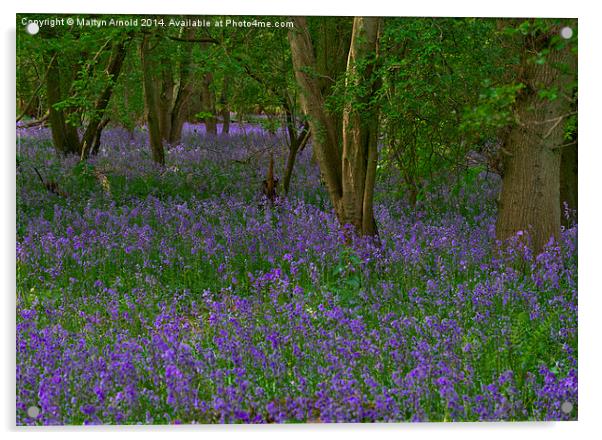 Bluebell Woodland in Northamptonshire Acrylic by Martyn Arnold
