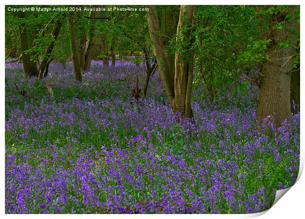 Bluebell Woodland in Northamptonshire Print by Martyn Arnold