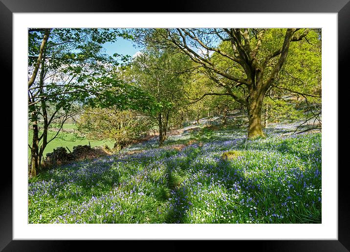 The Bluebell Wood Framed Mounted Print by Jamie Green