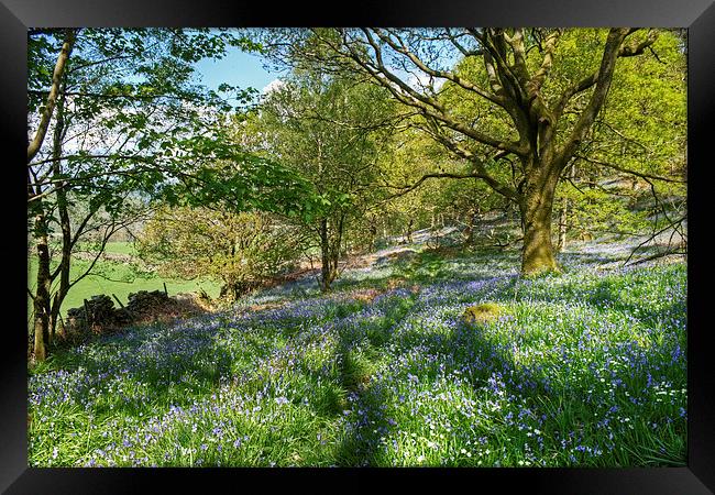 The Bluebell Wood Framed Print by Jamie Green