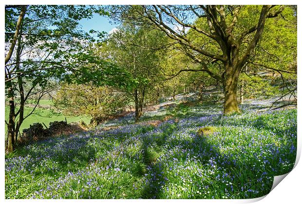 The Bluebell Wood Print by Jamie Green