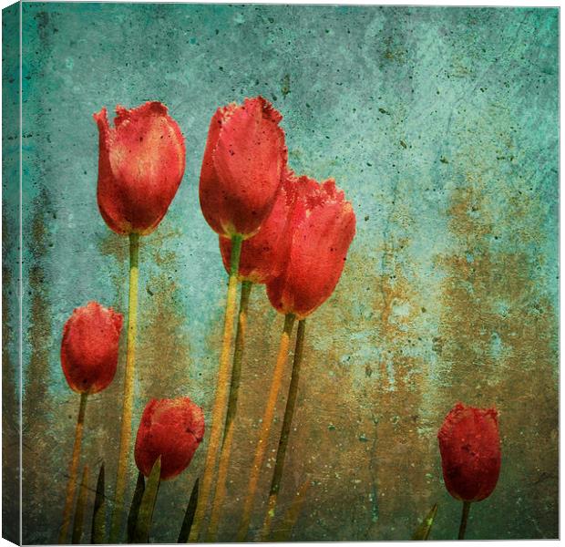 textured tulips Canvas Print by Heather Newton