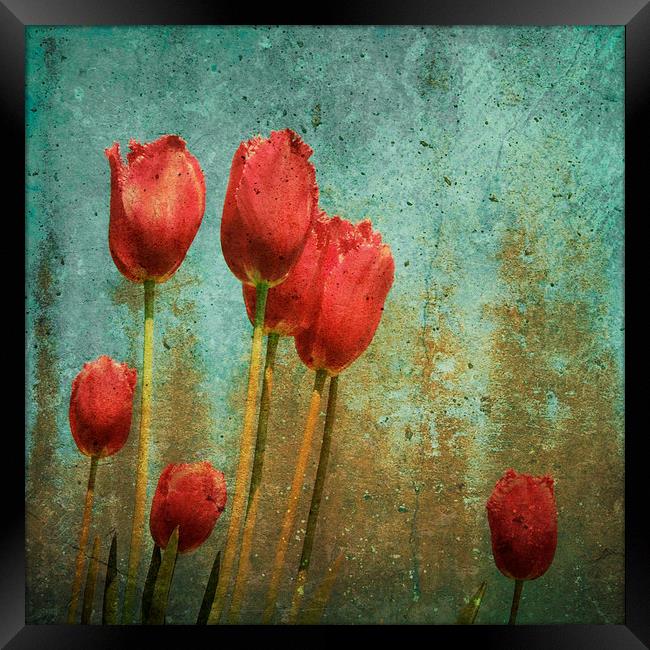 textured tulips Framed Print by Heather Newton
