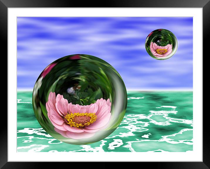Flower Bubbles Framed Mounted Print by Shoshan Photography 