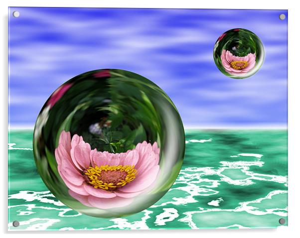 Flower Bubbles Acrylic by Shoshan Photography 