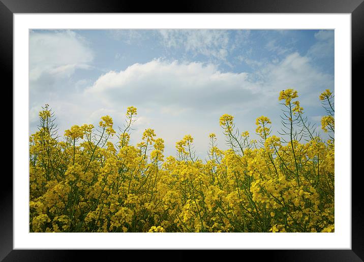 Rapeseed field,South Yorkshire Framed Mounted Print by Darren Galpin