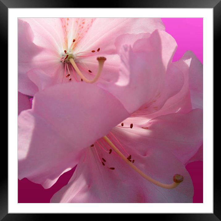 Pink Rhododendron Framed Mounted Print by Nicola Hawkes